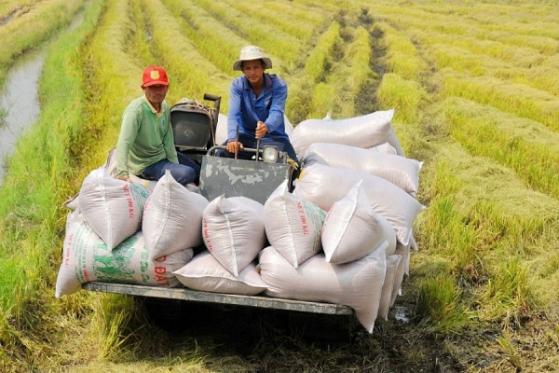 Giá lúa gạo hôm nay 15/4: Kéo dài đà tăng