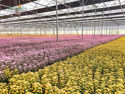 Ông lớn hoa tươi Hasfarm thâu tóm Tập đoàn Lynch của Úc