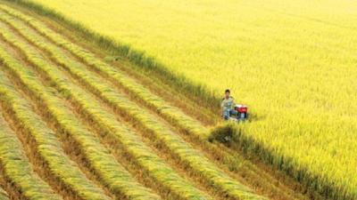 Xuất khẩu gạo sôi động nhưng nông dân trồng lúa vẫn chịu thiệt thòi do chi phí tăng cao