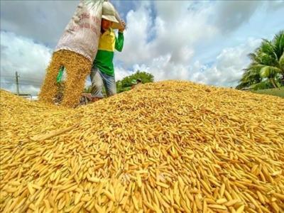 Giá gạo miền Tây đang giảm: Doanh nghiệp cùng vượt khó với nông dân