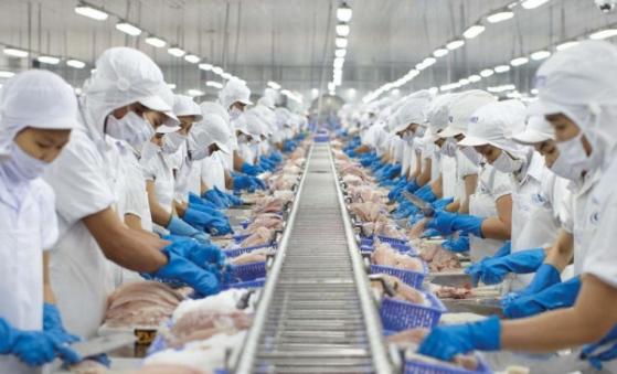 Doanh thu xuất khẩu tháng 11 của Vĩnh Hoàn (VHC) giảm ở nhiều "mặt trận": Một tín hiệu đáng lo hiện hữu?